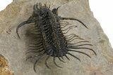 Alien-Looking Quadrops Trilobite - Spectacular Preparation #312727-6